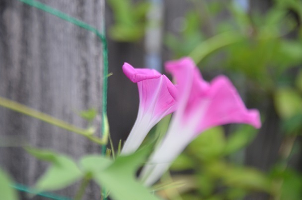 DSC_5848.JPG