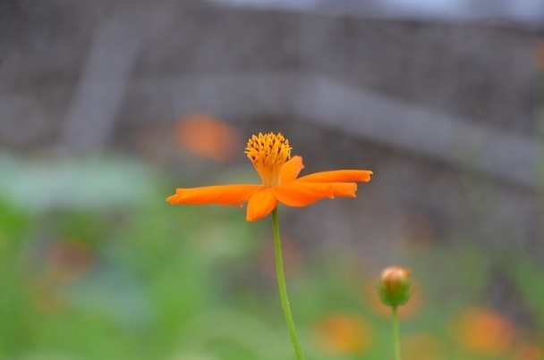 DSC_5850.JPG